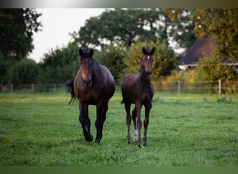 Holstein, Stallion, Foal (05/2025), Can be white