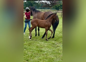 Holstein, Stallion, Foal (05/2025), Can be white