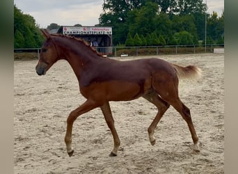 Holstein, Stallion, Foal (03/2026), Chestnut-Red