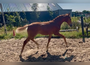 Holstein, Stallion, Foal (03/2026), Chestnut-Red