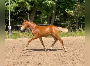 Holstein, Stallion, Foal (03/2026), Chestnut-Red
