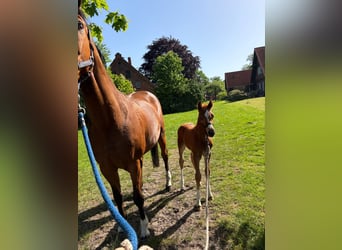 Holstein, Stallion, Foal (05/2026), Chestnut-Red