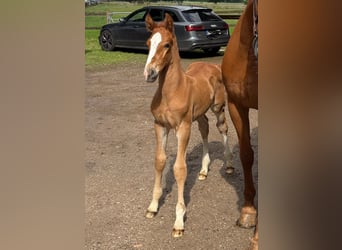 Holstein, Stallion, Foal (05/2026), Chestnut-Red