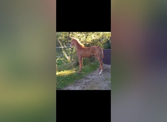 Holstein, Stallion, Foal (05/2024), Chestnut-Red