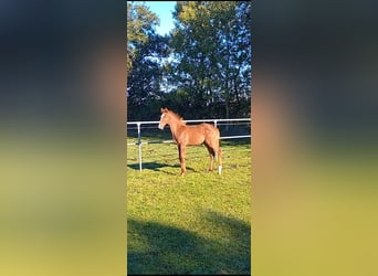 Holstein, Stallion, Foal (05/2024), Chestnut-Red