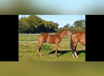 Holstein, Stallion, Foal (05/2024), Chestnut-Red