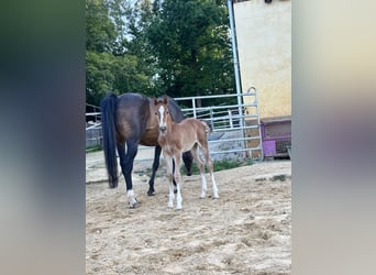 Holstein, Stallion, Foal (05/2025), Chestnut-Red