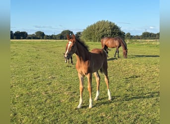 Holstein, Stallion, Foal (06/2025), Chestnut-Red