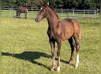 Holstein, Stallion, Foal (05/2025), Chestnut-Red