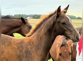 Holstein, Stallion, Foal (05/2025), Chestnut-Red