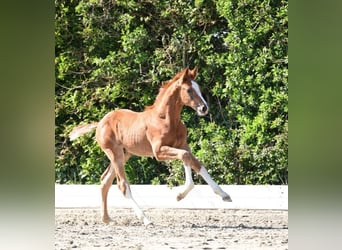 Holstein, Stallion, , Chestnut-Red