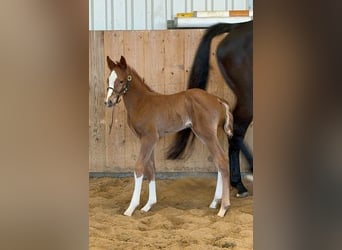 Holstein, Stallion, , Chestnut-Red