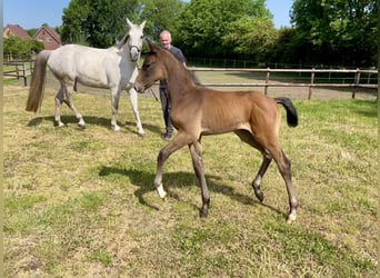 Holstein, Stallion, Foal (04/2024), Gray-Red-Tan