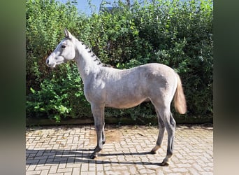 Holstein, Stallion, Foal (04/2023), Gray