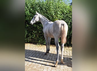 Holstein, Stallion, Foal (04/2023), Gray