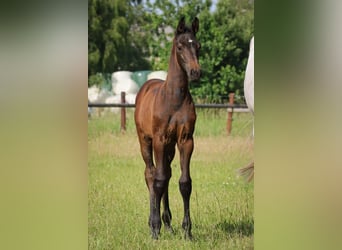 Holstein, Stallion, , Gray