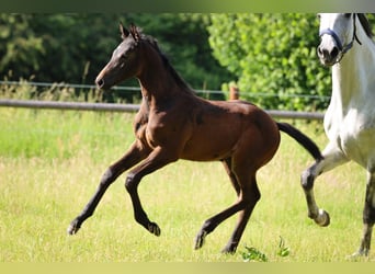 Holstein, Stallion, , Gray