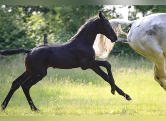 Holstein, Stallion, , Gray