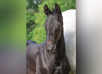 Holstein, Stallion, , Gray
