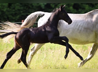 Holstein, Stallion, , Gray