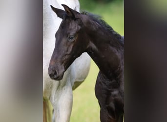 Holstein, Stallion, , Gray