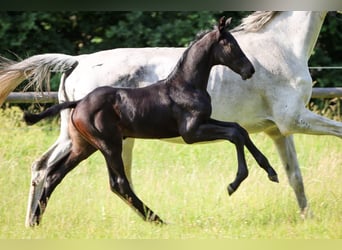 Holstein, Stallion, , Gray