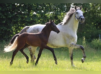 Holstein, Stallion, , Gray