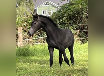 Holstein, Stallion, Foal (04/2023), Gray