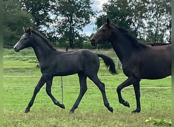 Holstein, Stallion, Foal (04/2023), Gray
