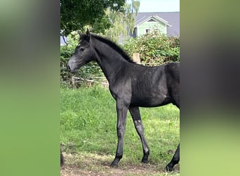 Holstein, Stallion, Foal (04/2023), Gray