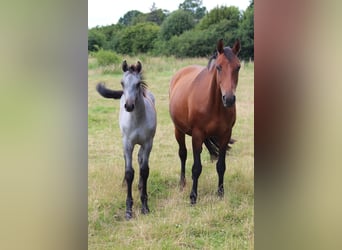 Holstein, Stallion, Foal (04/2024), Gray