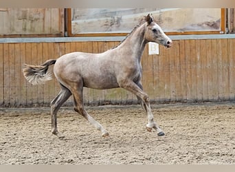 Holstein, Stallion, Foal (03/2026), Grey