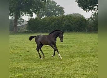 Holstein, Stallion, Foal (04/2026), Grey