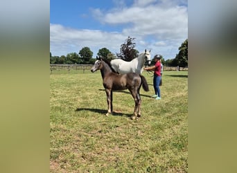 Holstein, Stallion, Foal (04/2026), Grey
