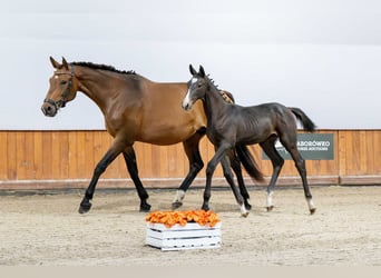 Holstein, Stallion, Foal (04/2025)