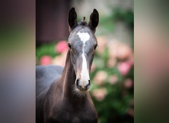 Holstein, Stallion, Foal (04/2025)