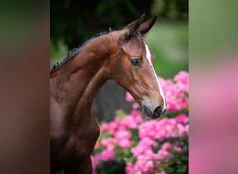Holstein, Stallion, Foal (04/2025)
