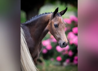 Holstein, Stallion, Foal (04/2025)