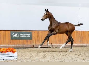 Holstein, Stallion, Foal (04/2025)