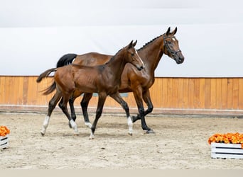 Holstein, Stallion, Foal (04/2025)