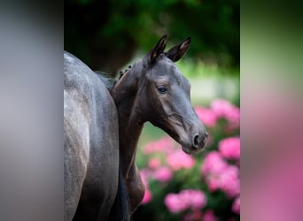 Holstein, Stallion, Foal (04/2025)