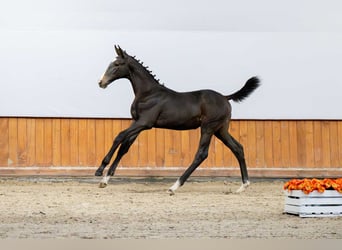 Holstein, Stallion, Foal (04/2025)