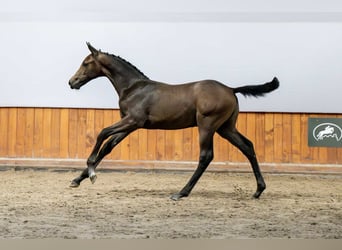 Holstein, Stallion, Foal (04/2025)