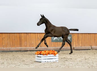 Holstein, Stallion, Foal (04/2025)