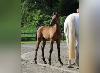 Holstein, Stallion, Foal (05/2025)
