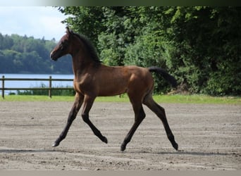 Holstein, Stallion, Foal (05/2025)