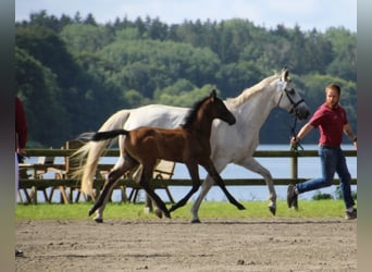 Holstein, Stallion, Foal (05/2025)