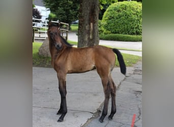 Holstein, Stallion, Foal (05/2025)