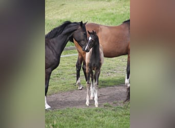 Holstein, Stallion, Foal (05/2024)