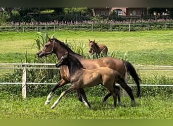 Holstein, Stallion, Foal (05/2024)